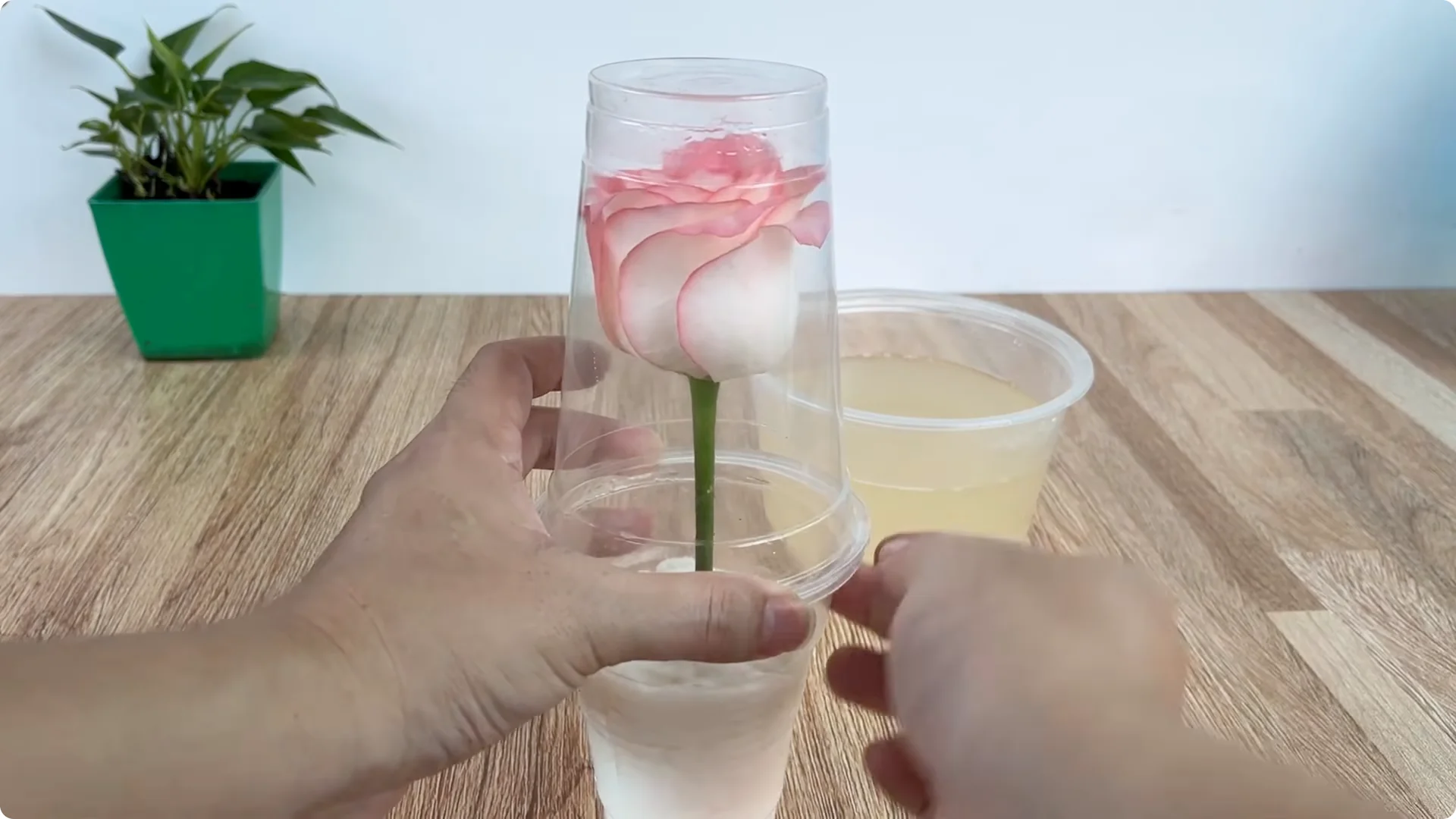 How One Cup Helped a Rose Branch Bloom Unexpectedly screenshot 11