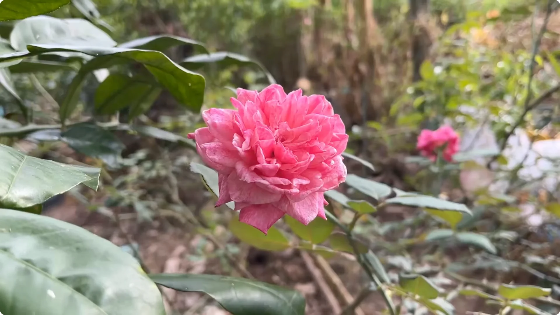 How One Cup Helped a Rose Branch Bloom Unexpectedly screenshot 12