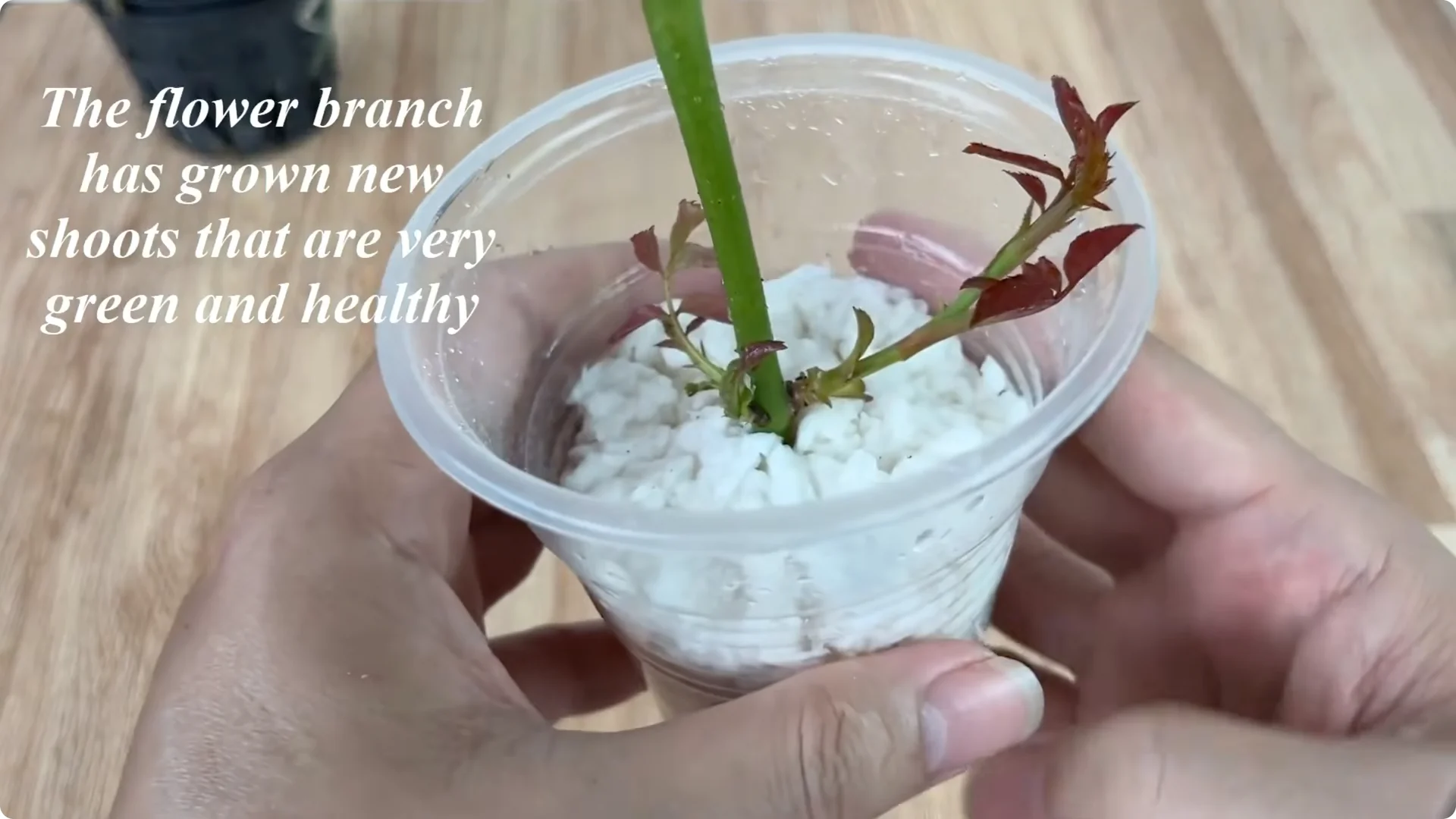 How One Cup Helped a Rose Branch Bloom Unexpectedly screenshot 13