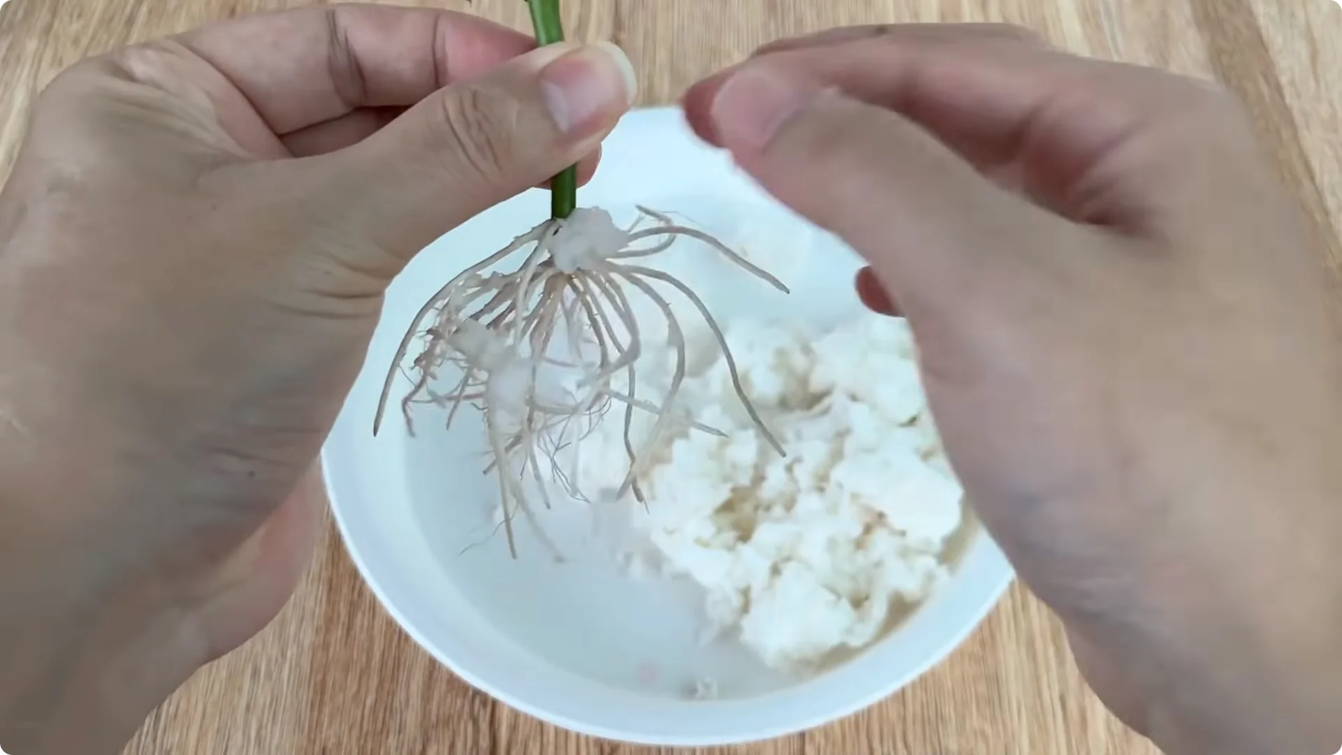 How One Cup Helped a Rose Branch Bloom Unexpectedly screenshot 14