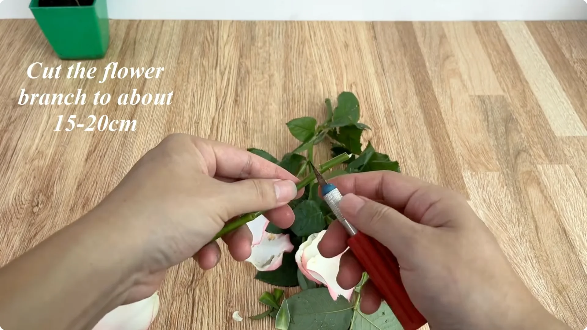 How One Cup Helped a Rose Branch Bloom Unexpectedly screenshot 2