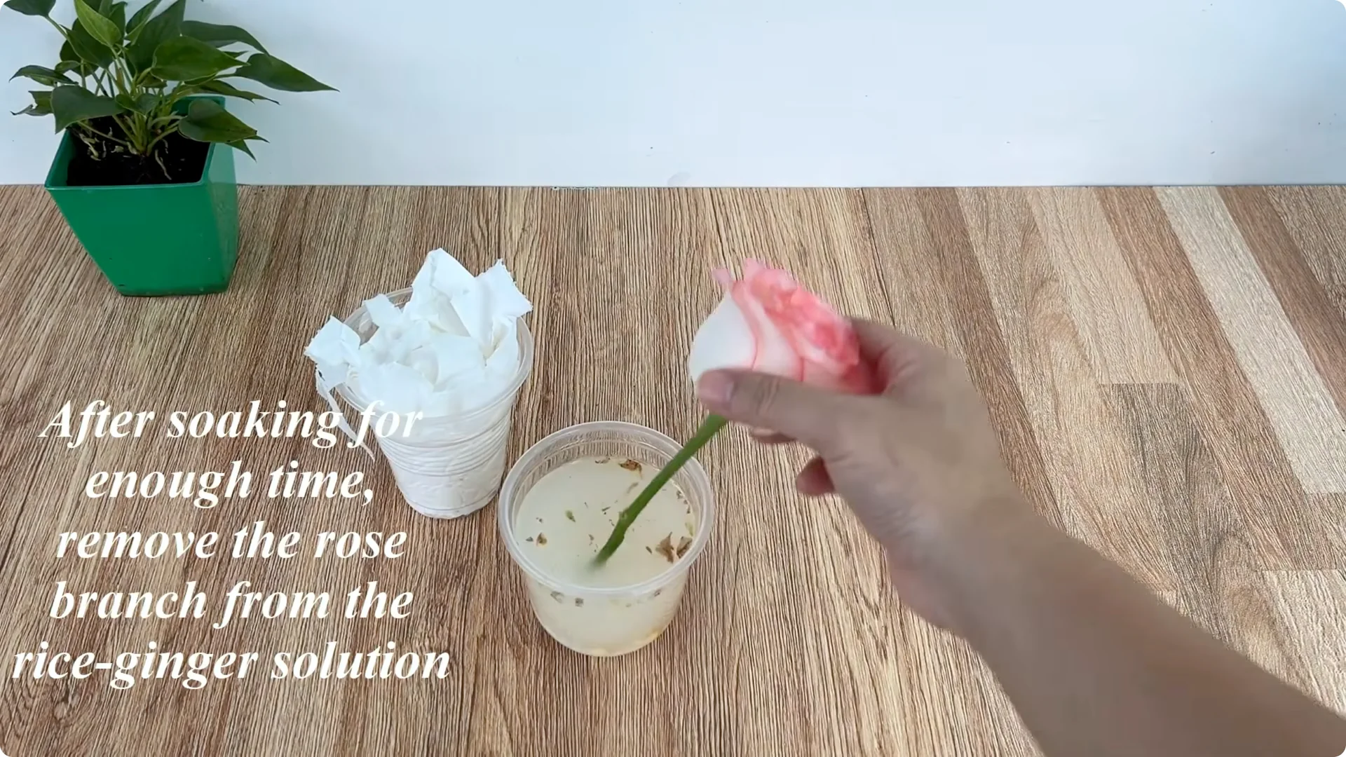 How One Cup Helped a Rose Branch Bloom Unexpectedly screenshot 7