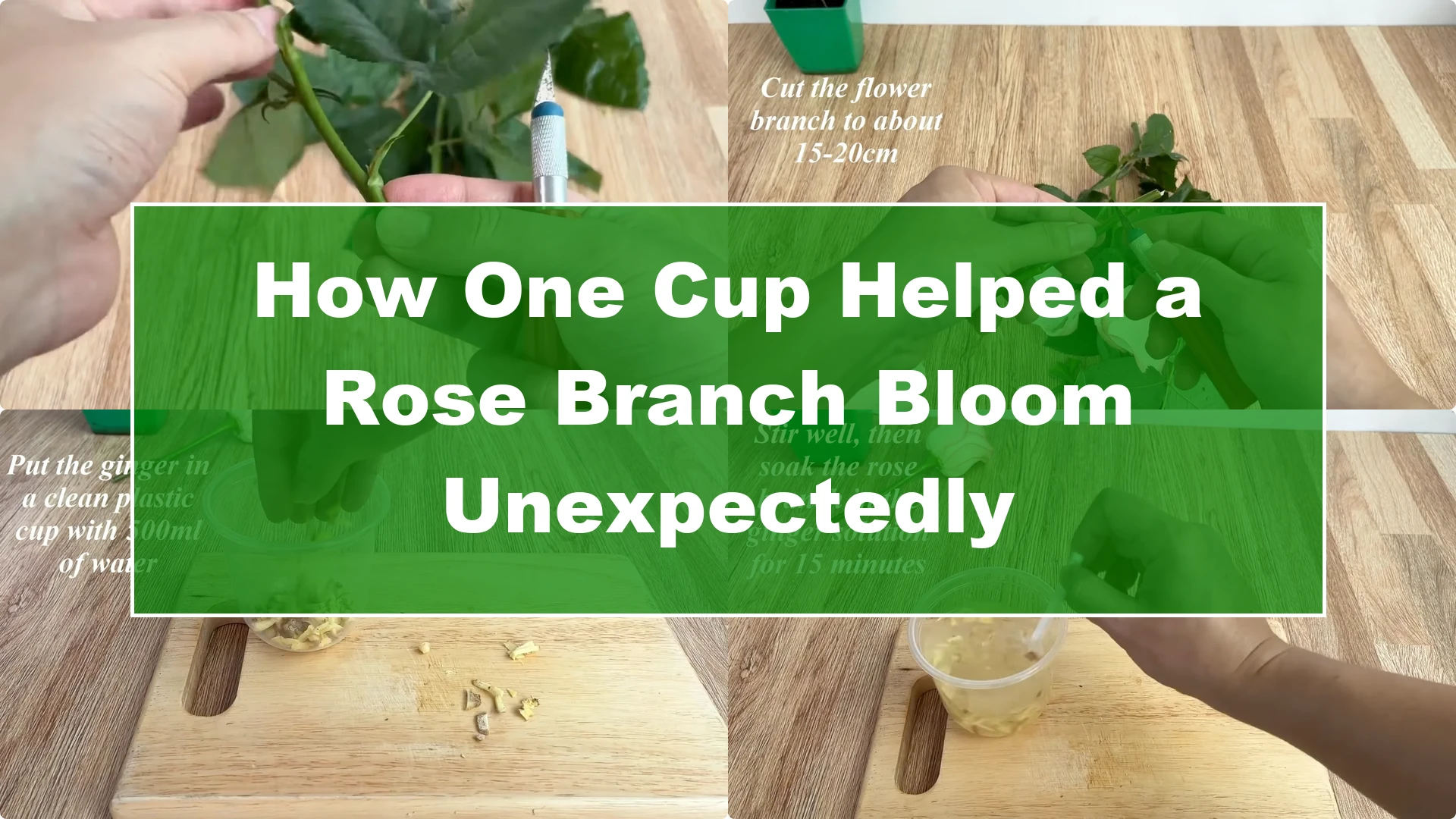 How One Cup Helped a Rose Branch Bloom Unexpectedly - Featured Image