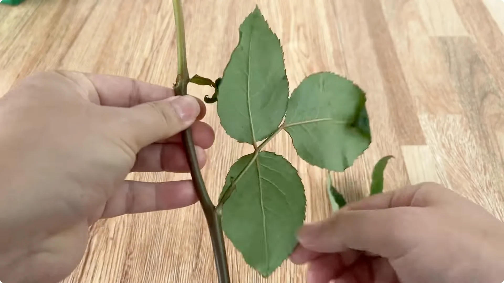 How One Cup Sparks Rapid Growth in Rose Branches screenshot 1