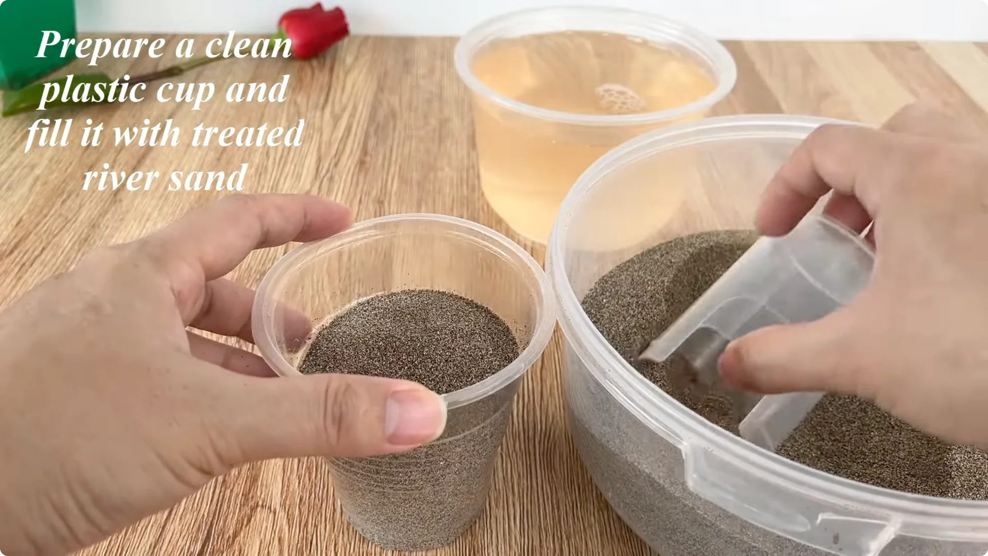 How One Cup Sparks Rapid Growth in Rose Branches screenshot 10