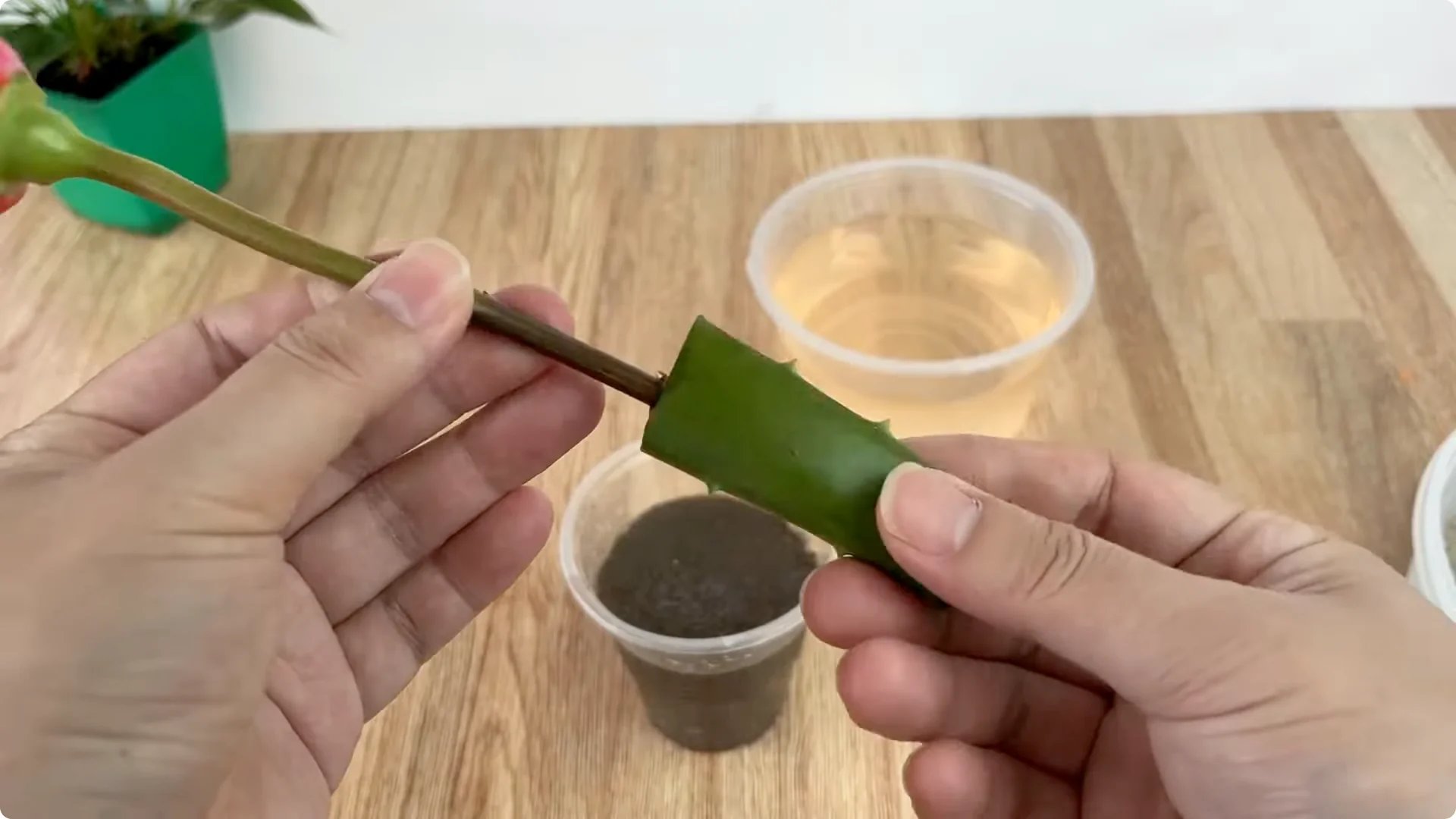 How One Cup Sparks Rapid Growth in Rose Branches screenshot 11