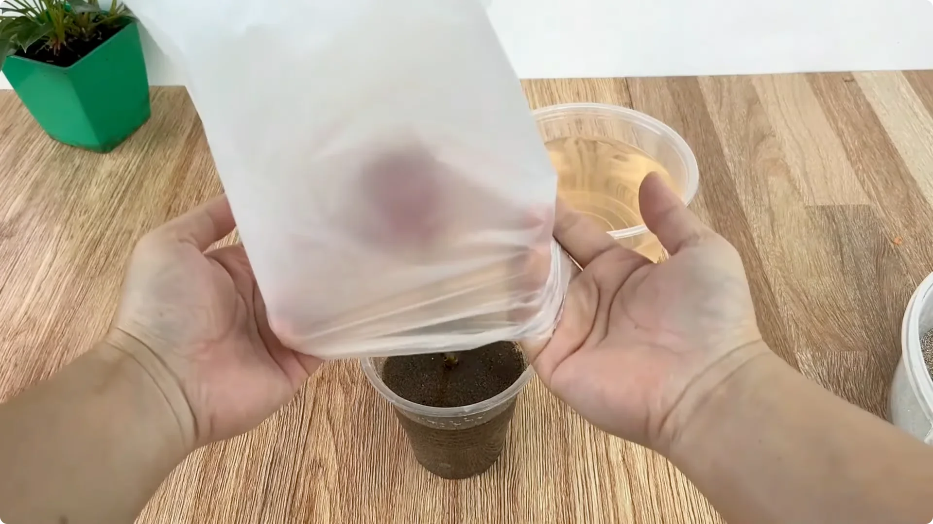 How One Cup Sparks Rapid Growth in Rose Branches screenshot 12