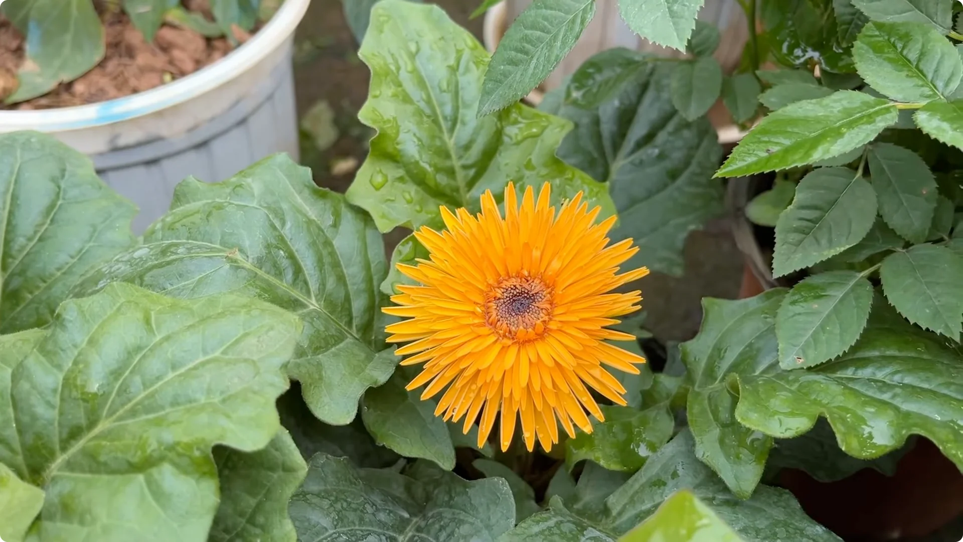 How One Cup Sparks Rapid Growth in Rose Branches screenshot 14