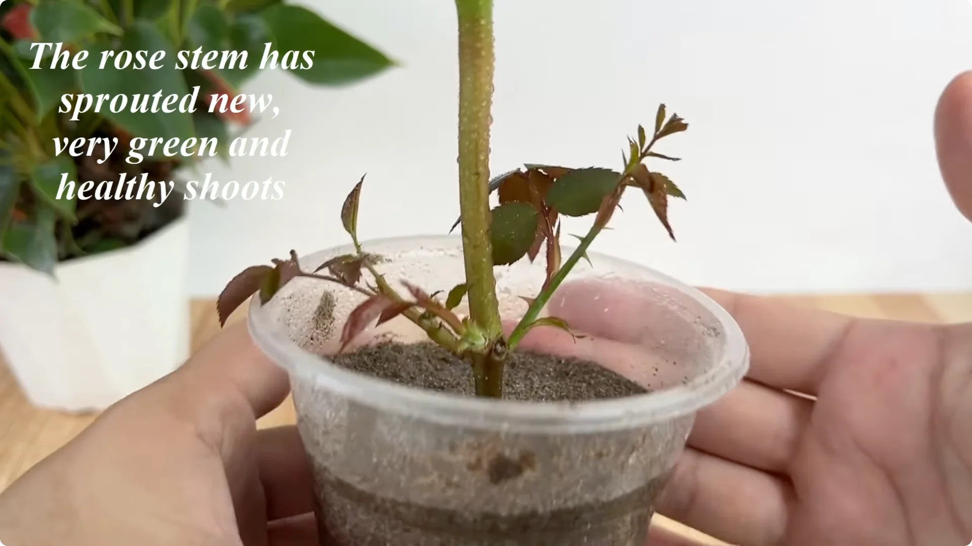 How One Cup Sparks Rapid Growth in Rose Branches screenshot 15