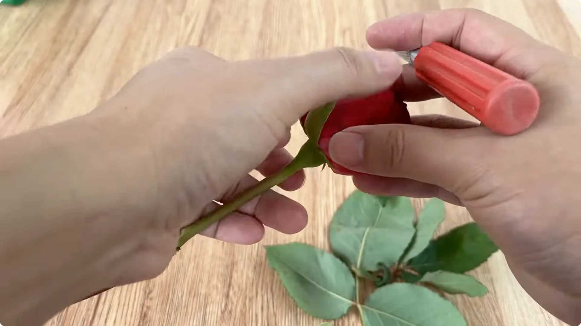 How One Cup Sparks Rapid Growth in Rose Branches screenshot 2