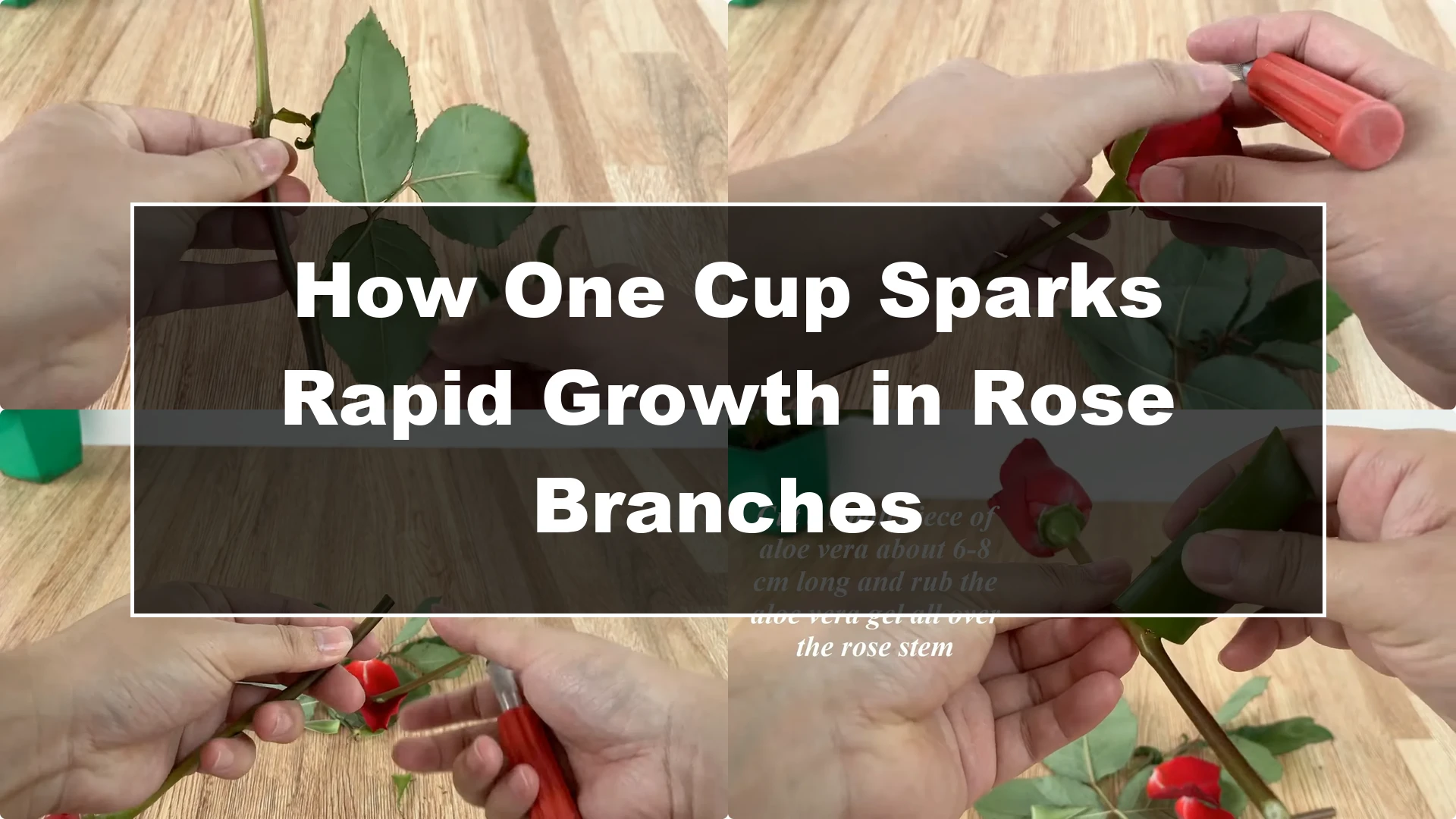 How One Cup Sparks Rapid Growth in Rose Branches - Featured Image