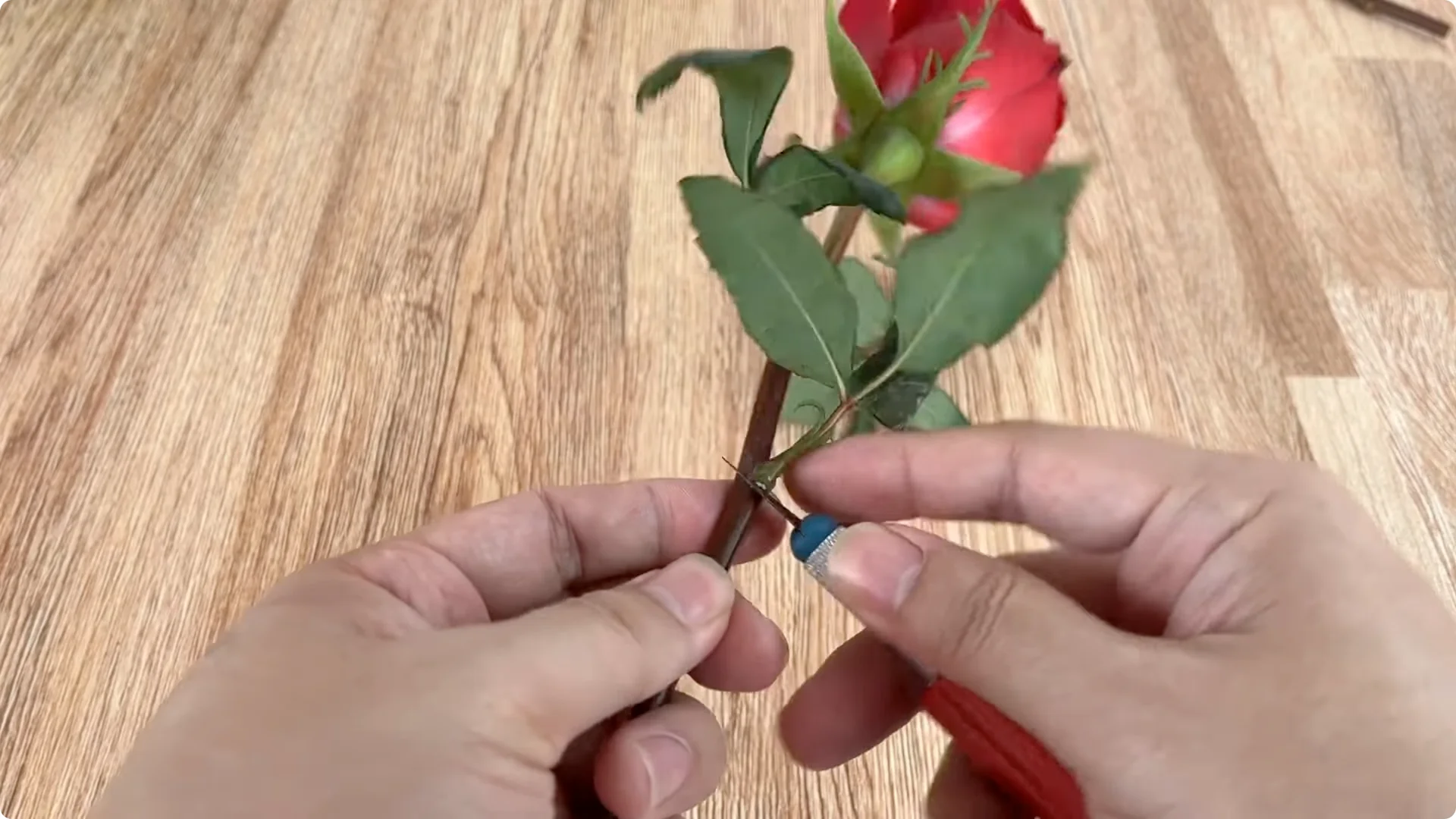 How One Cup Transformed a Rose Branch Into a Blooming Wonder screenshot 2