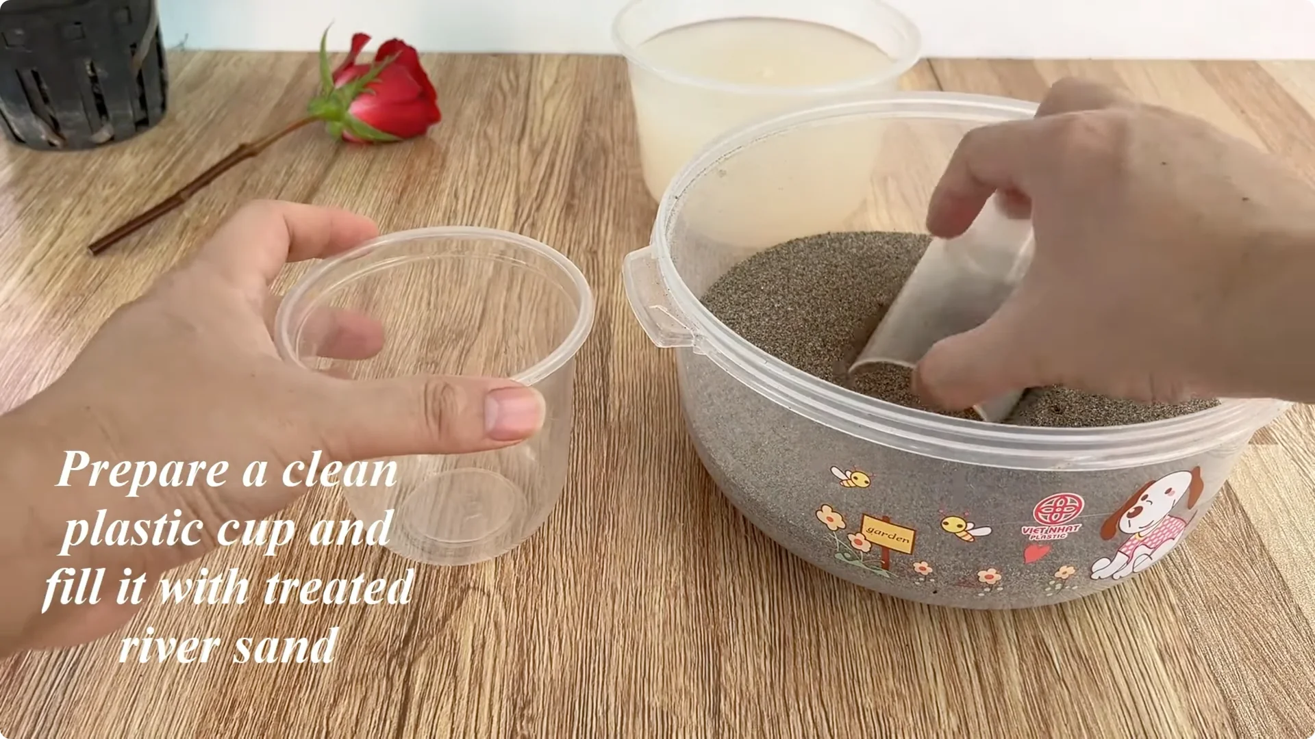 How One Cup Transformed a Rose Branch Into a Blooming Wonder screenshot 5