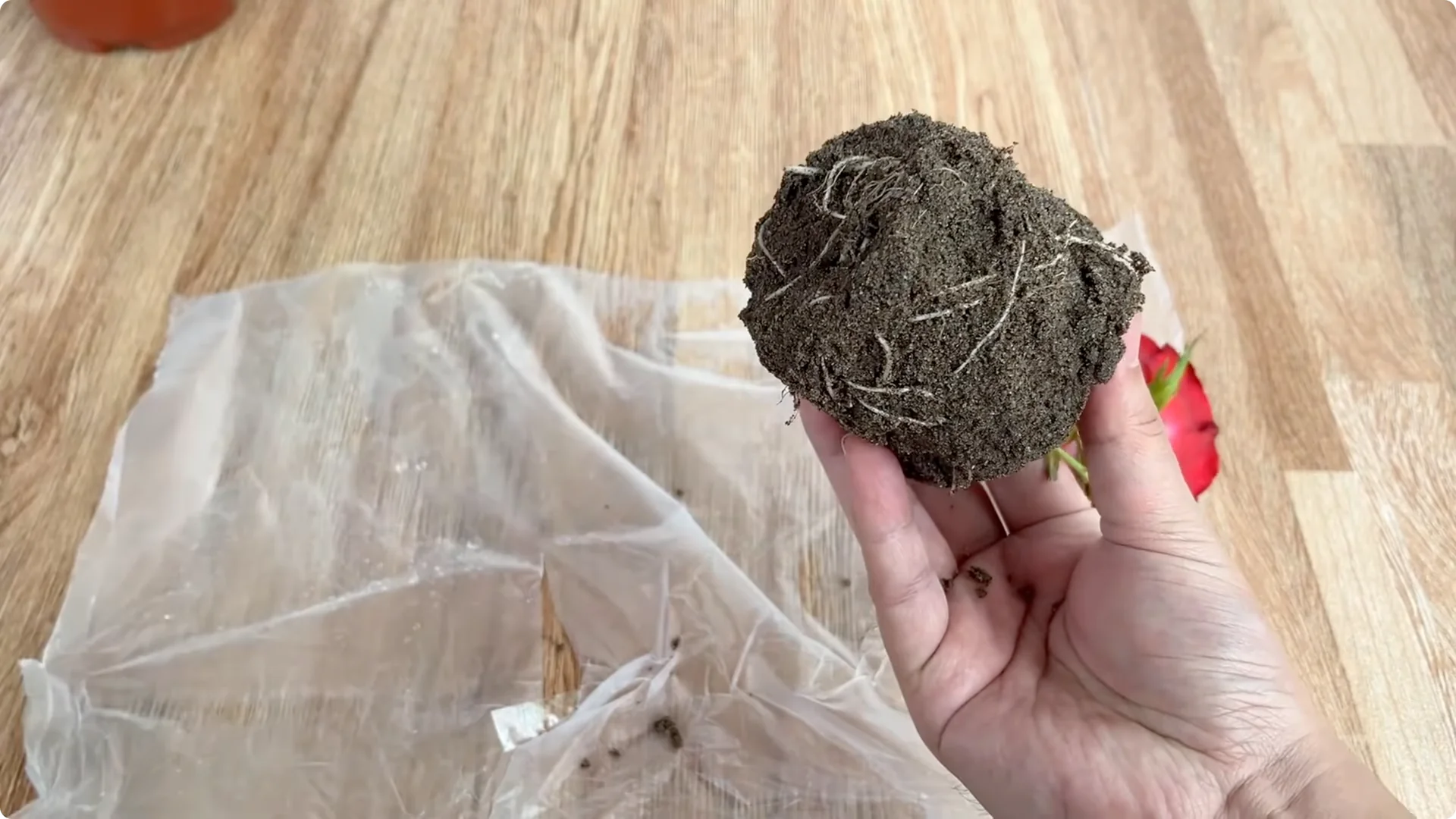 How One Cup Transformed a Rose Branch Into a Blooming Wonder screenshot 6