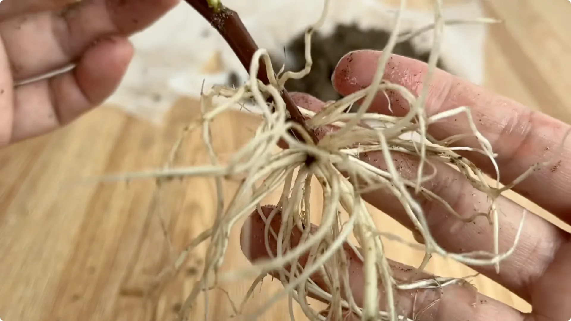 How One Cup Transformed a Rose Branch Into a Blooming Wonder screenshot 7