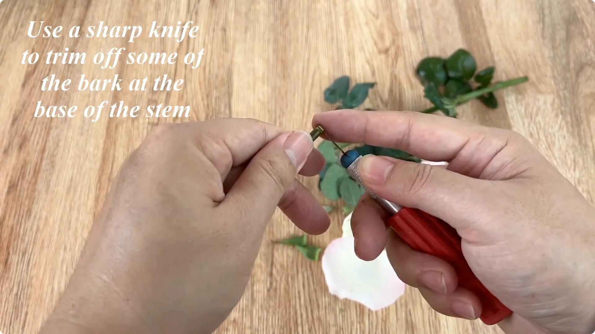 How One Egg Can Transform Your Rose Plant’s Roots and Blooms screenshot 1