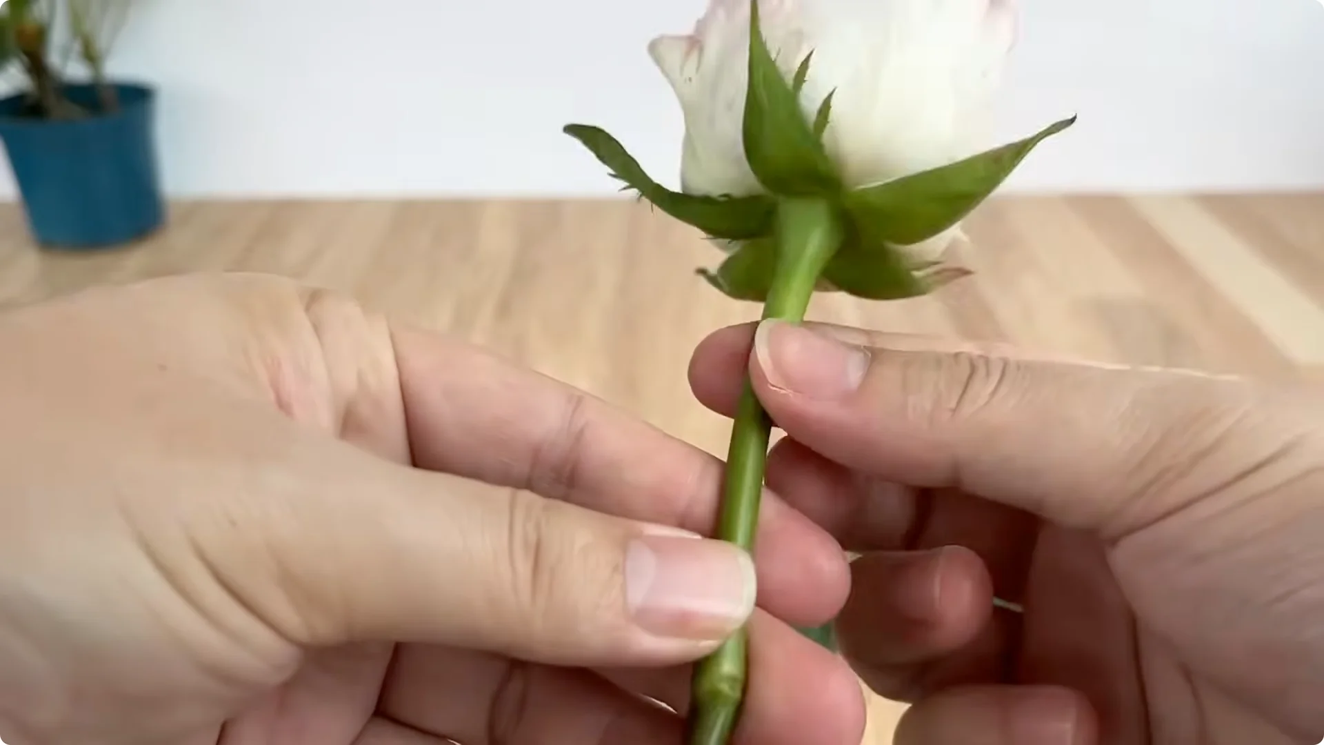 How One Egg Can Transform Your Rose Plant’s Roots and Blooms screenshot 1