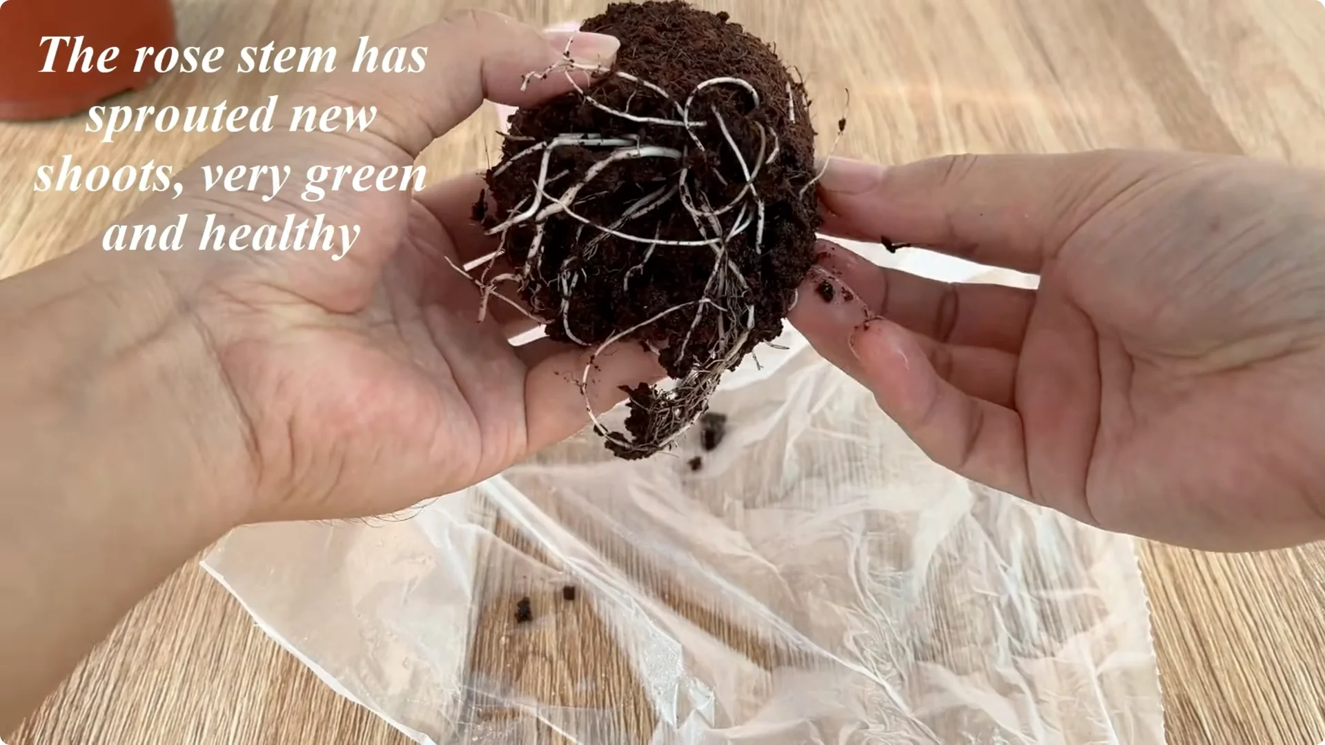 How One Egg Can Transform Your Rose Plant’s Roots and Blooms screenshot 10