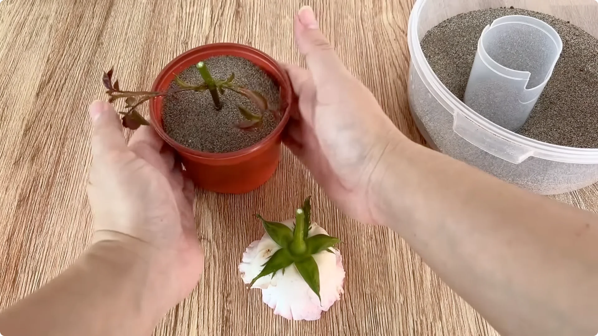 How One Egg Can Transform Your Rose Plant’s Roots and Blooms screenshot 10