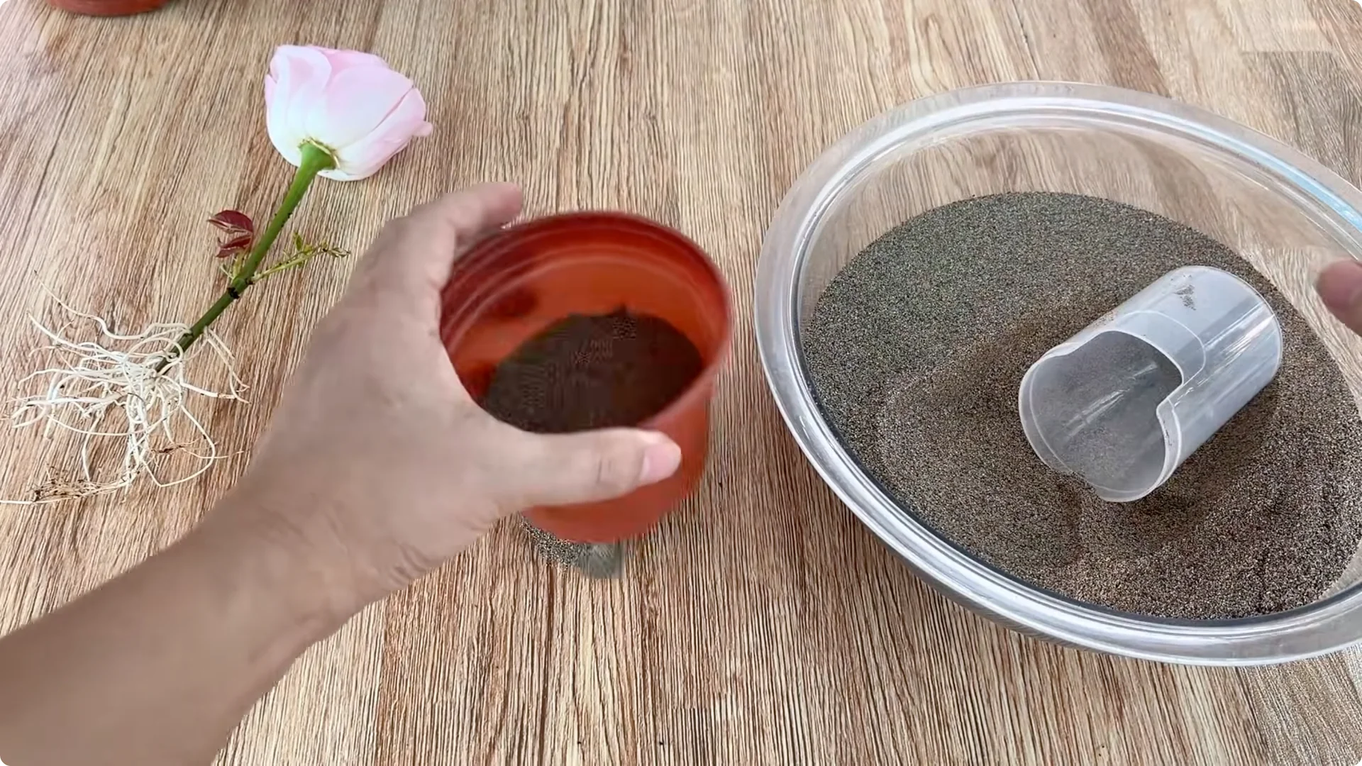 How One Egg Can Transform Your Rose Plant’s Roots and Blooms screenshot 11