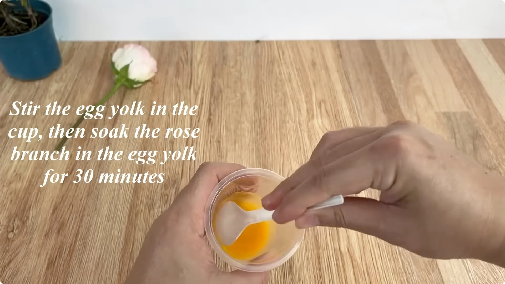 How One Egg Can Transform Your Rose Plant’s Roots and Blooms screenshot 2