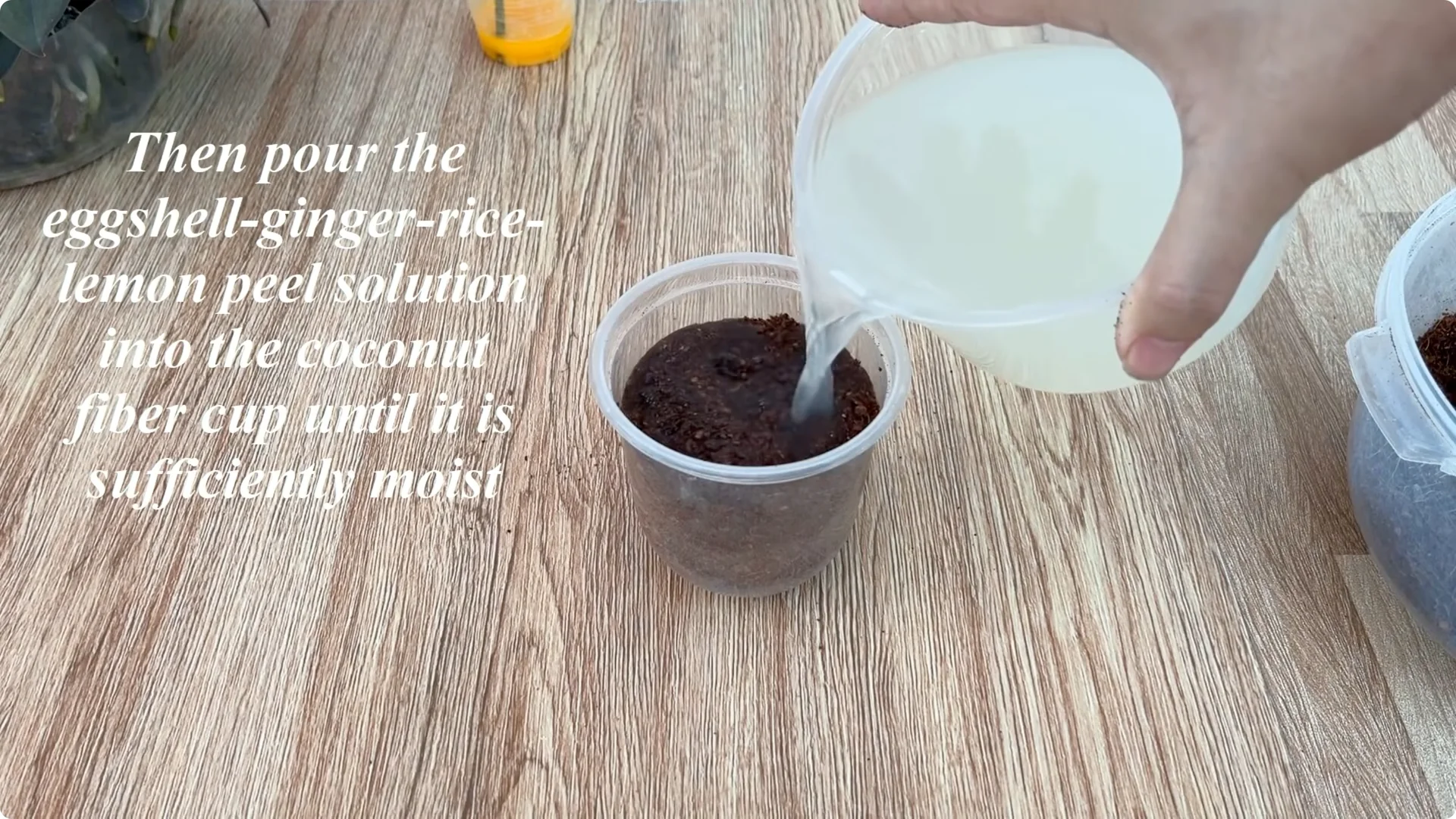 How One Egg Can Transform Your Rose Plant’s Roots and Blooms screenshot 8