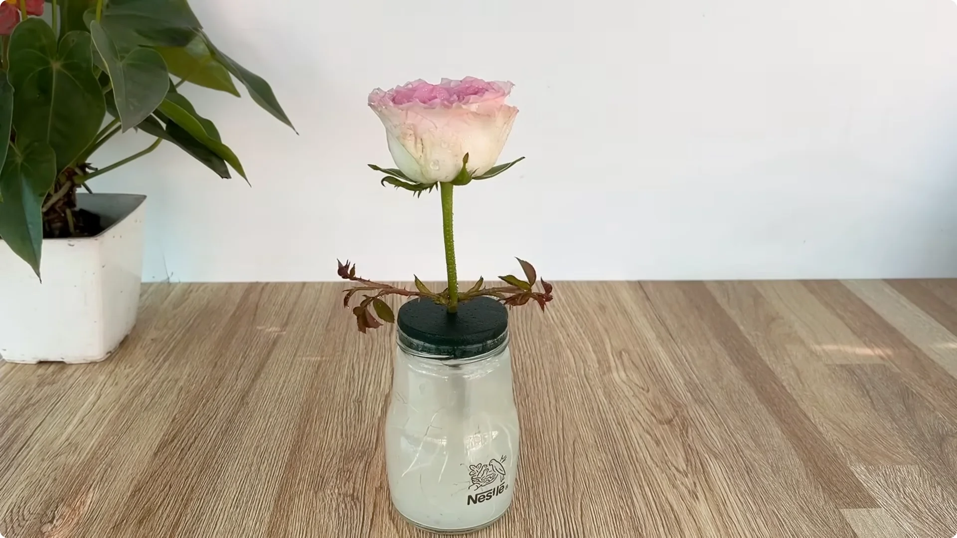 How One Egg Can Transform Your Rose Plant’s Roots and Blooms screenshot 8