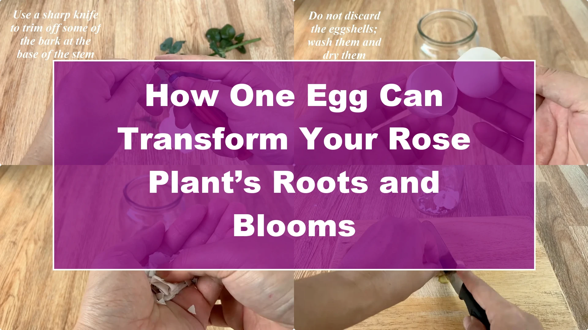 How One Egg Can Transform Your Rose Plant’s Roots and Blooms - Featured Image