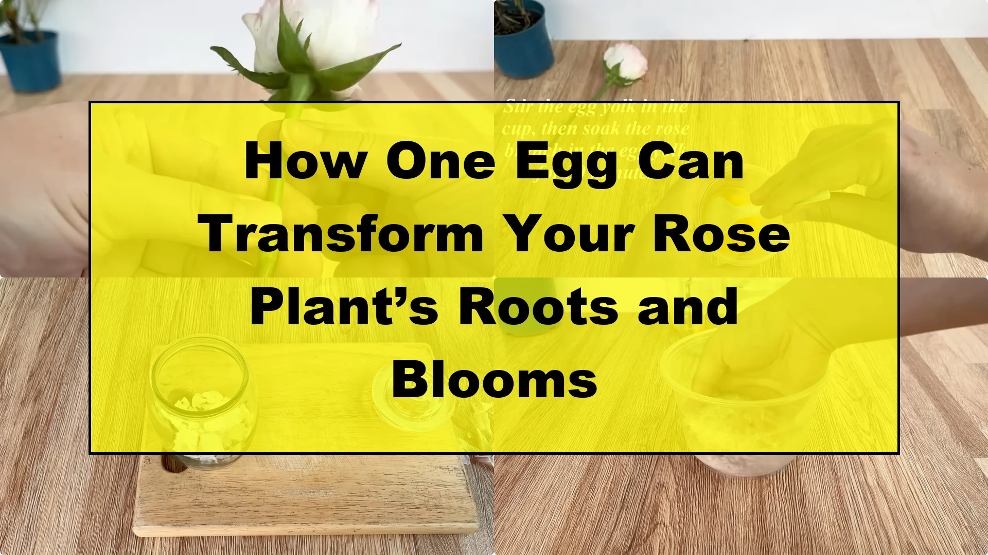 How One Egg Can Transform Your Rose Plant’s Roots and Blooms - Featured Image