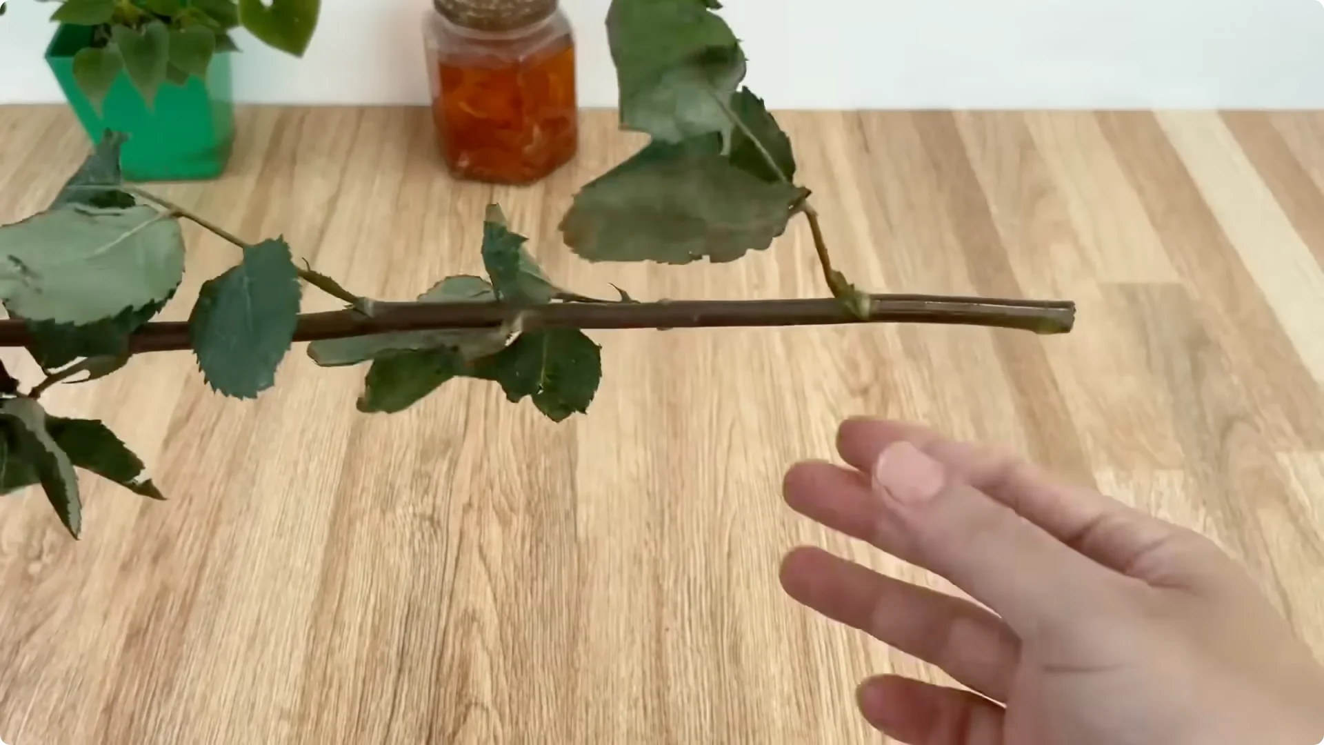 How One Onion Rose Branch Grows 1001 Roots and Blooms Year-Round screenshot 4