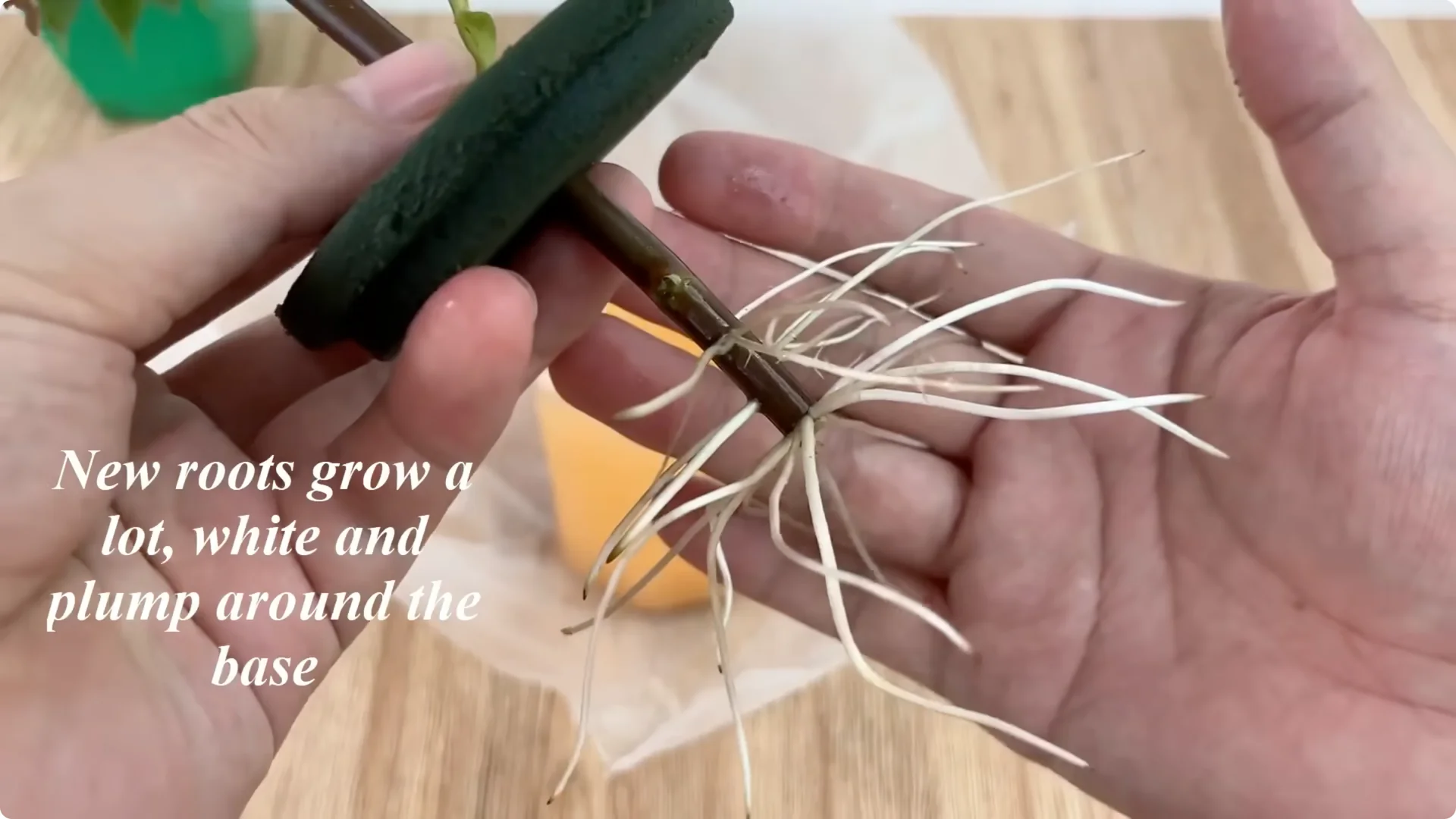 How One Onion Rose Branch Grows 1001 Roots and Blooms Year-Round screenshot 9