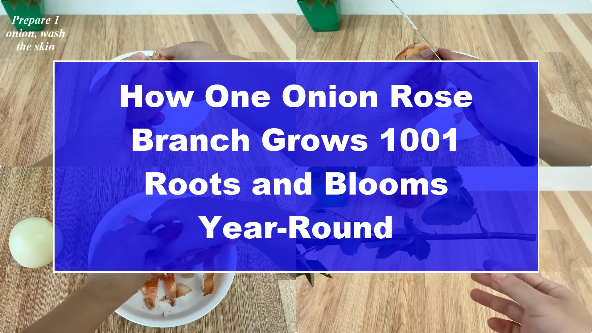 How One Onion Rose Branch Grows 1001 Roots and Blooms Year-Round - Featured Image