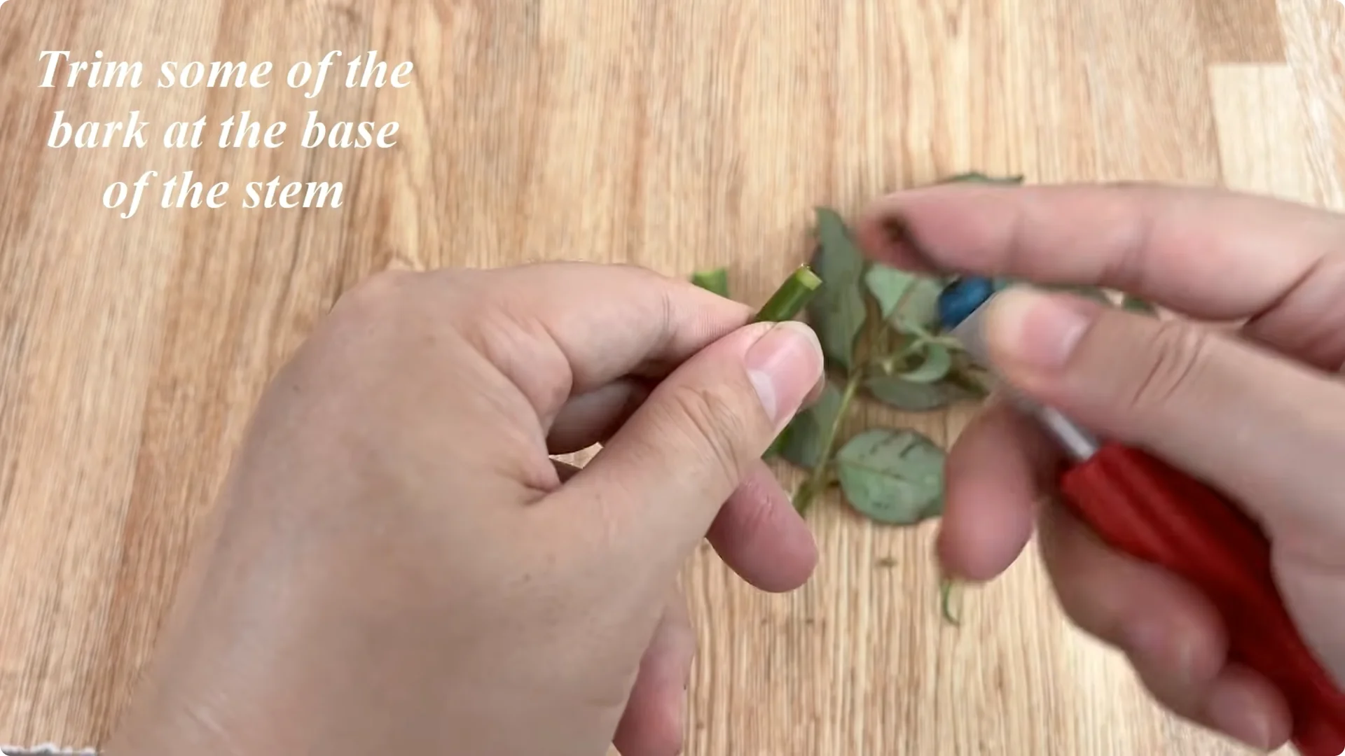 How One Tomato Boosts Rose Cuttings to Root 900% Faster screenshot 1