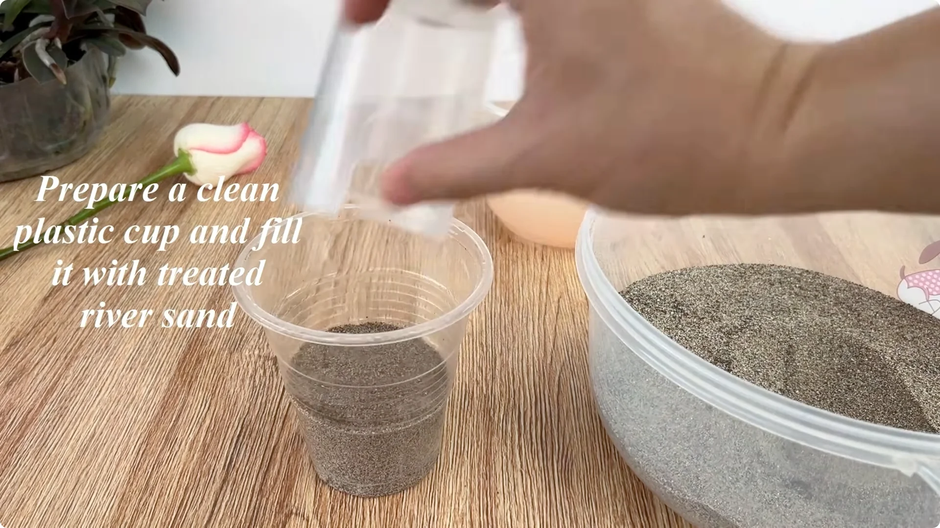 How One Tomato Boosts Rose Cuttings to Root 900% Faster screenshot 5