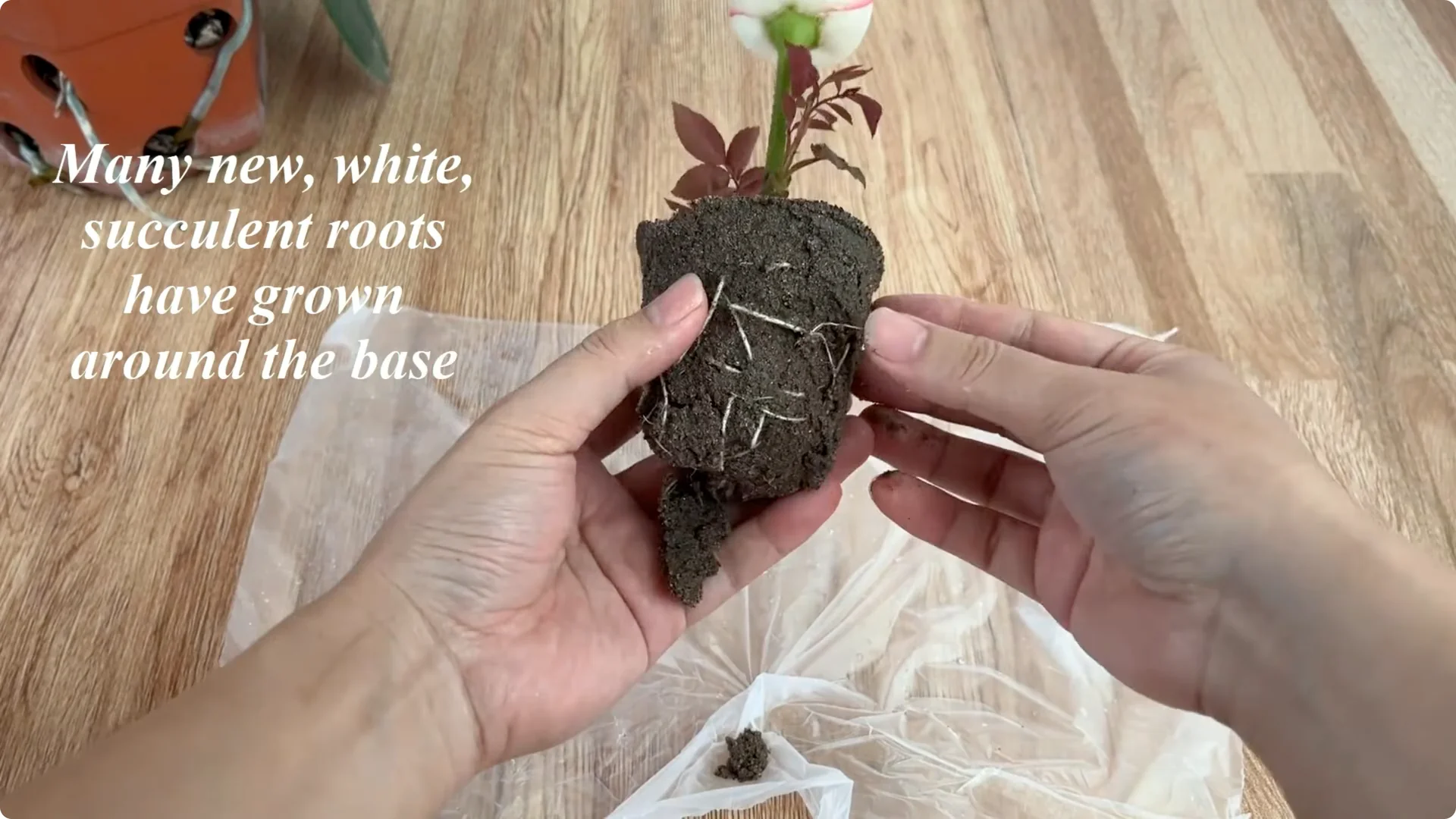 How One Tomato Boosts Rose Cuttings to Root 900% Faster screenshot 7