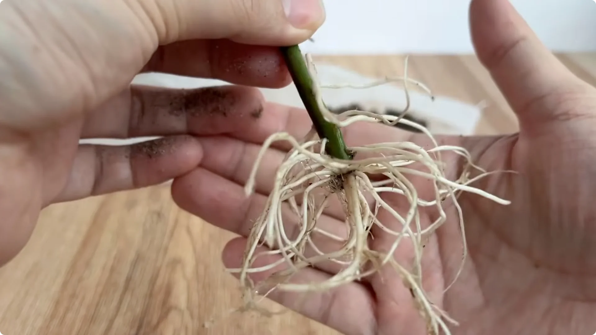 How One Tomato Boosts Rose Cuttings to Root 900% Faster screenshot 8