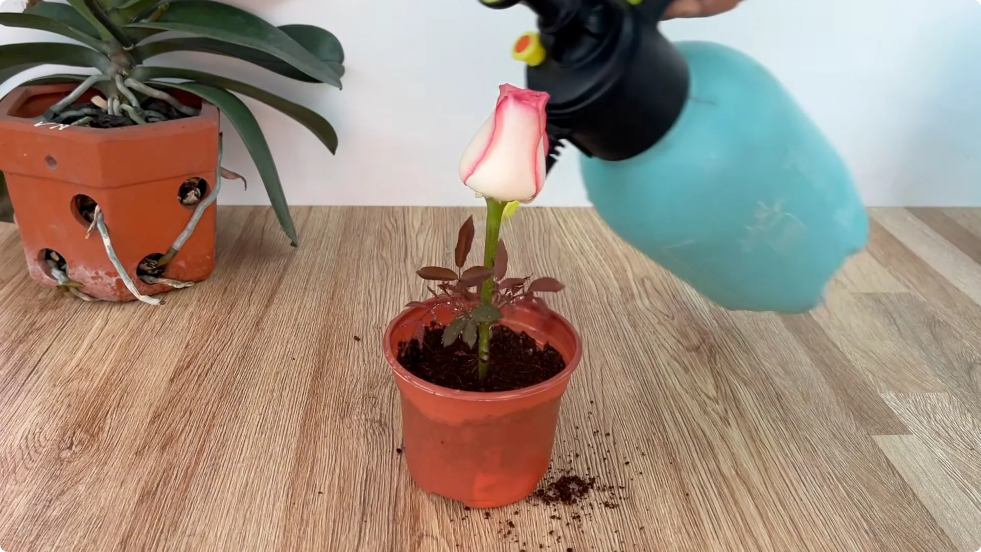 How One Tomato Boosts Rose Cuttings to Root 900% Faster screenshot 9