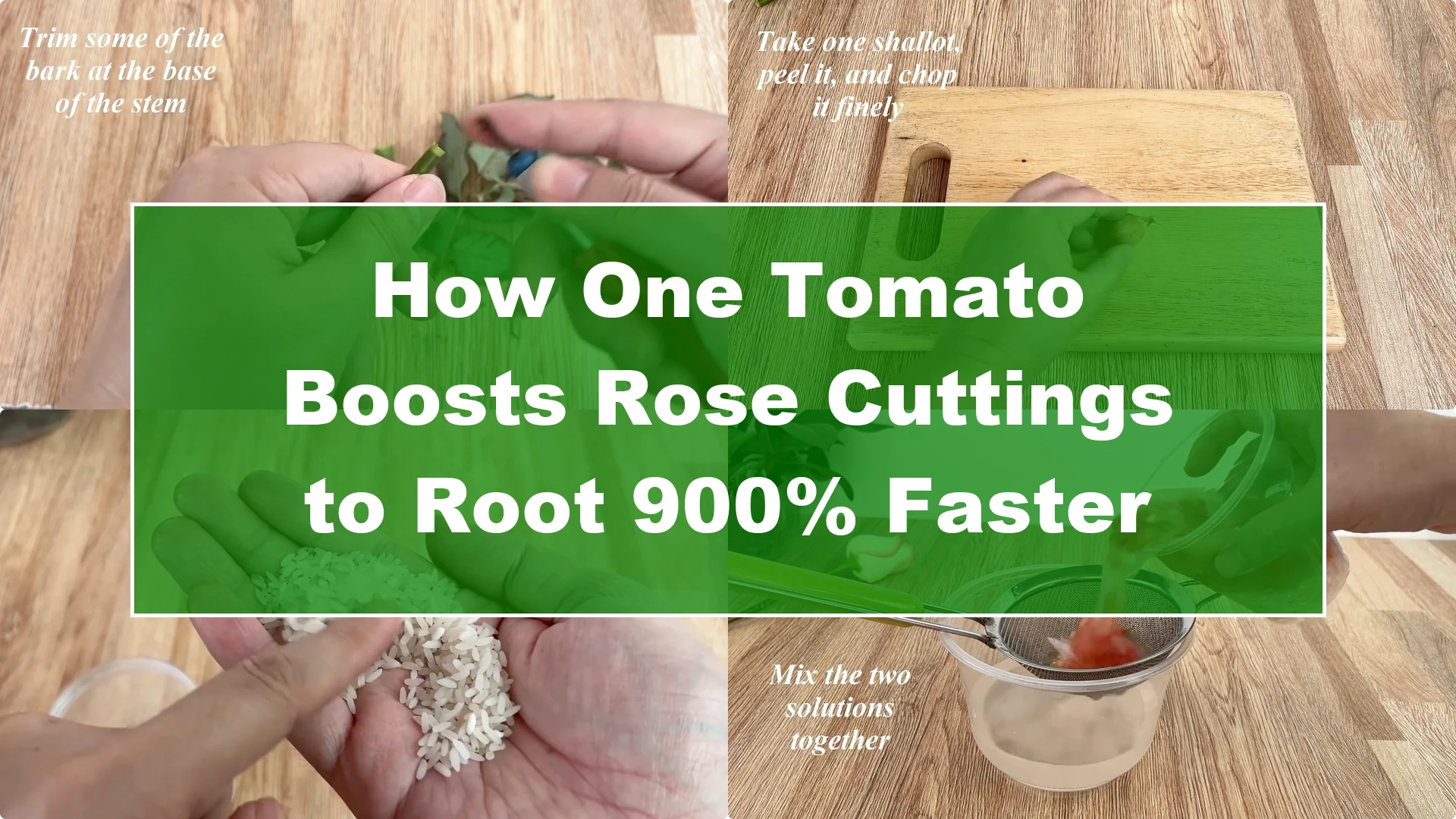 How One Tomato Boosts Rose Cuttings to Root 900% Faster - Featured Image