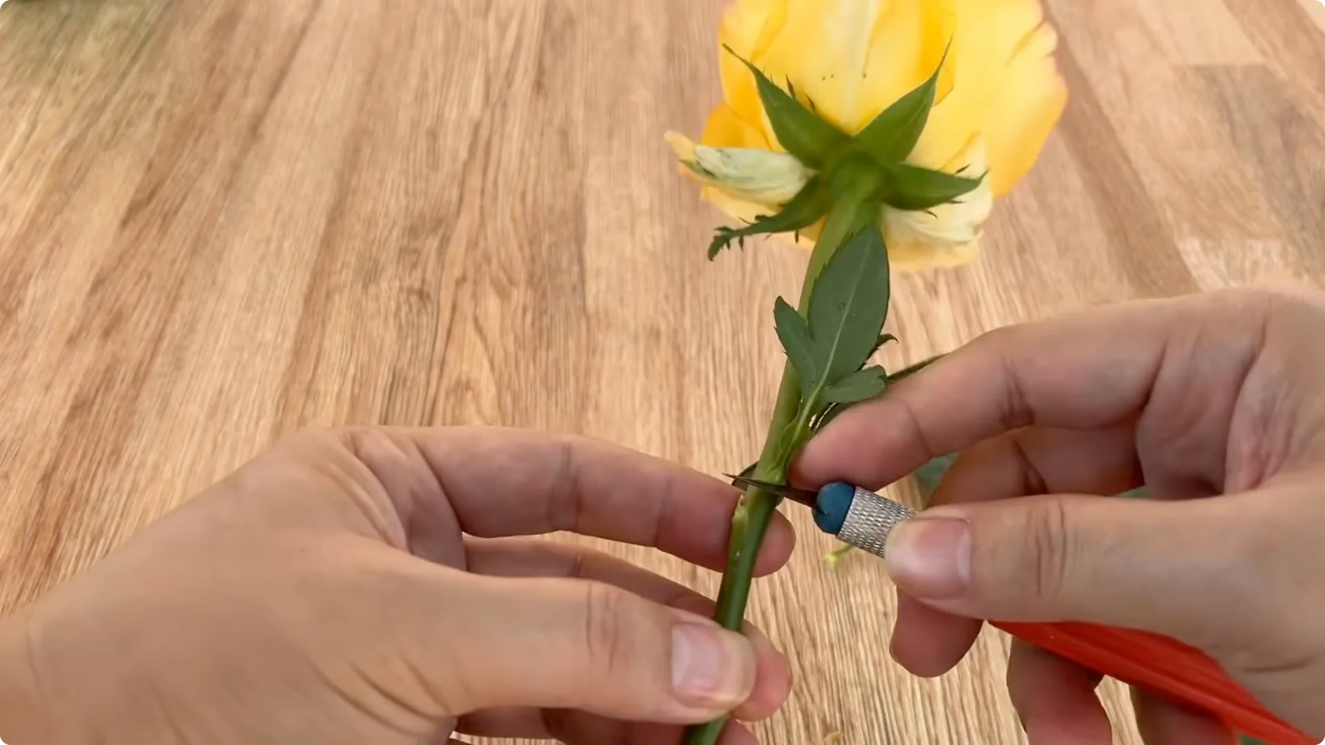 How One Tomato Sparked Rose Cuttings to Root 900% Faster screenshot 1