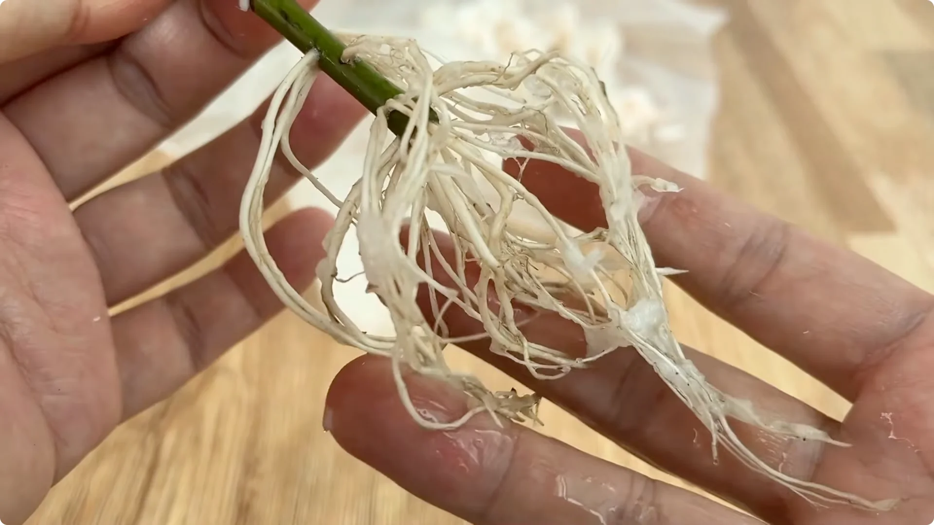 How One Tomato Sparked Rose Cuttings to Root 900% Faster screenshot 10