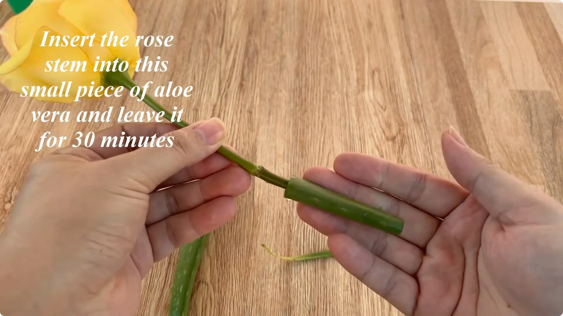 How One Tomato Sparked Rose Cuttings to Root 900% Faster screenshot 2