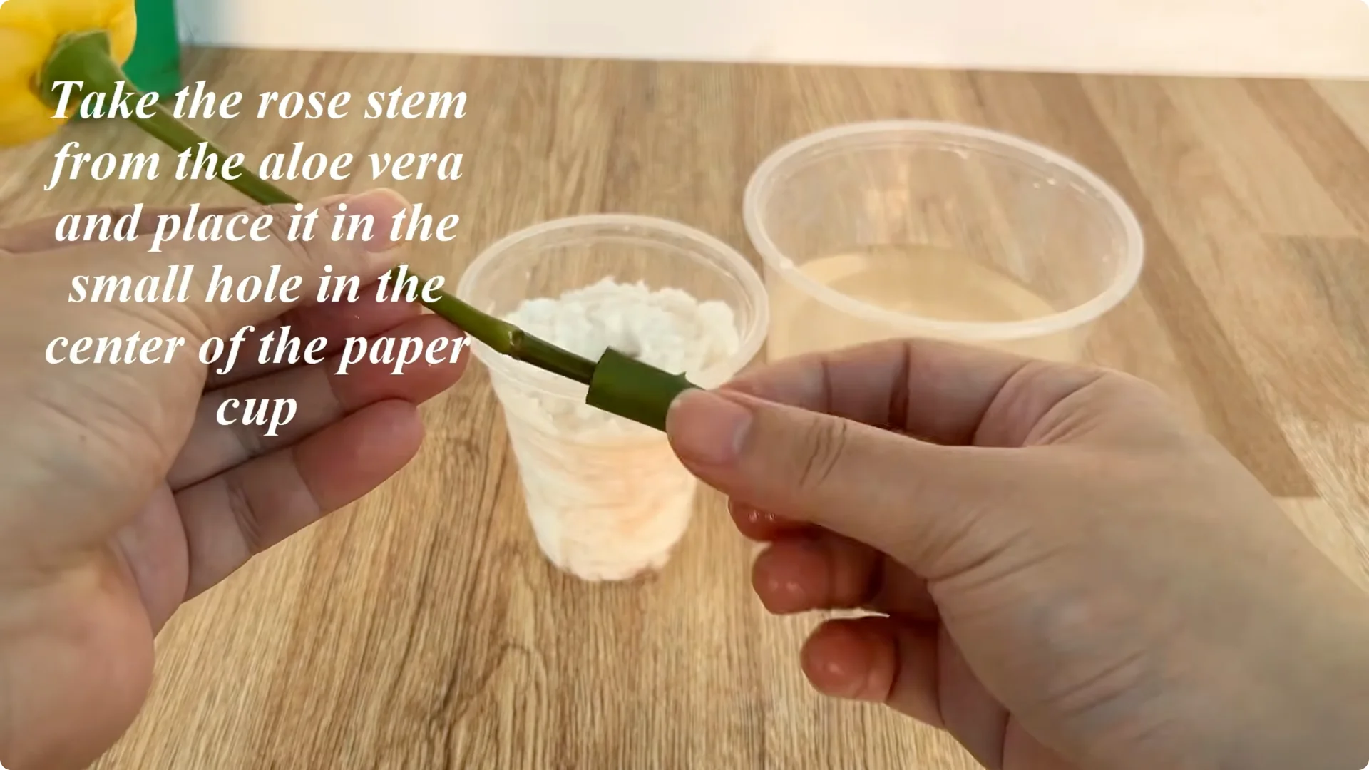 How One Tomato Sparked Rose Cuttings to Root 900% Faster screenshot 7