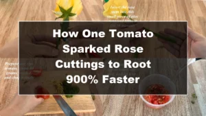 How One Tomato Sparked Rose Cuttings to Root 900% Faster - Featured Image