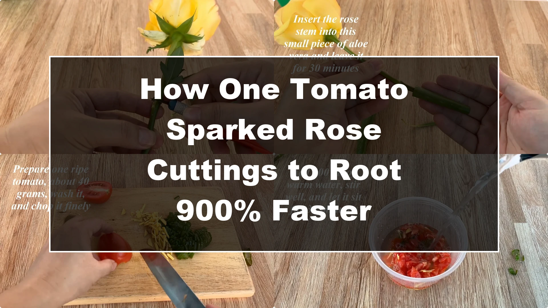 How One Tomato Sparked Rose Cuttings to Root 900% Faster - Featured Image