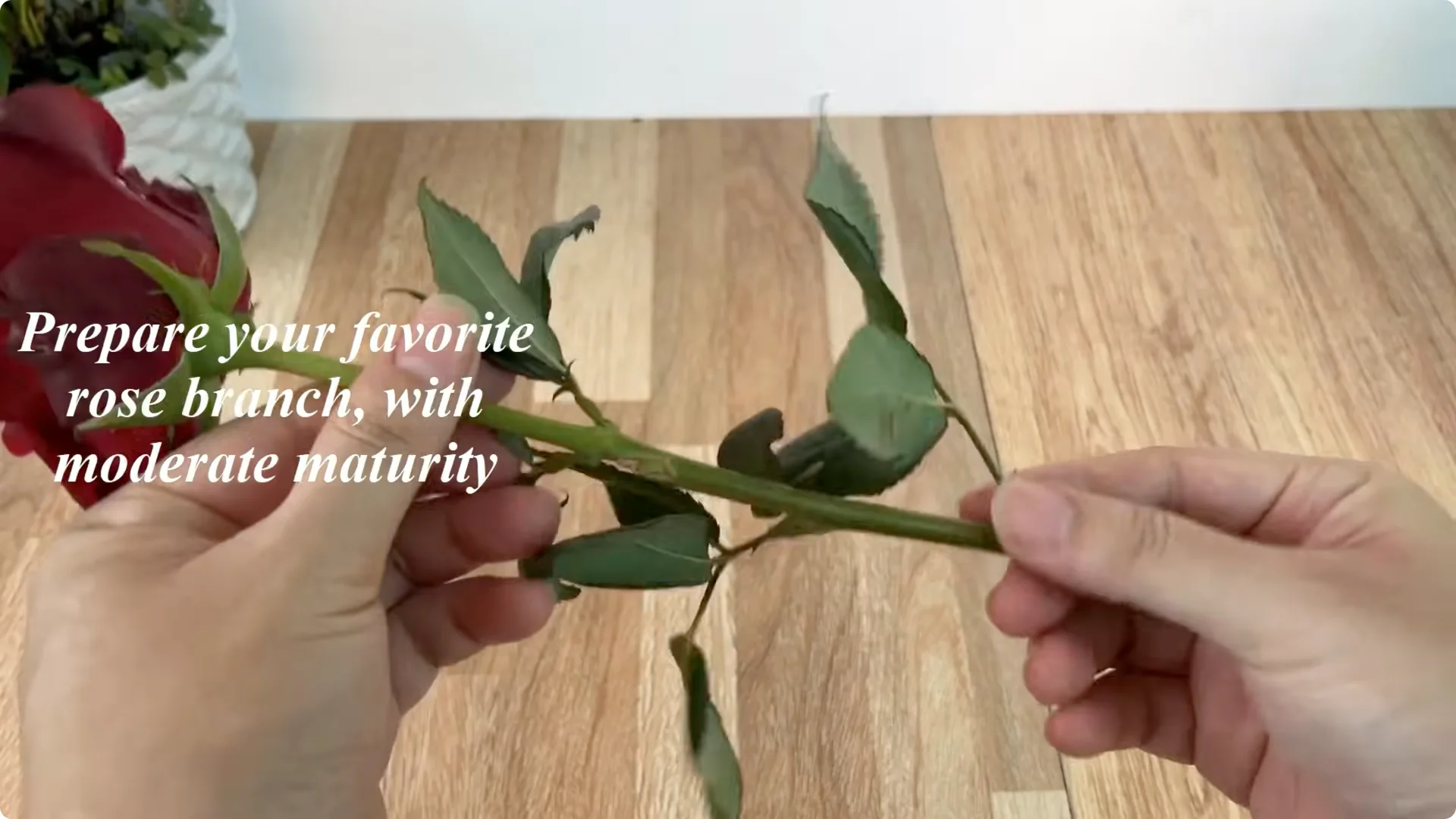 How Onions Help Roses Root Faster: A Simple Propagation Trick screenshot 1