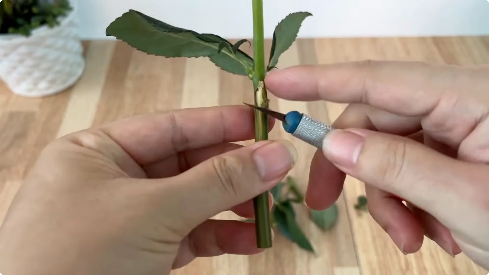 How Onions Help Roses Root Faster: A Simple Propagation Trick screenshot 2