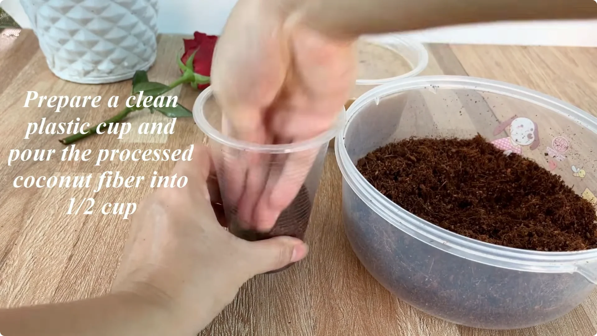 How Onions Help Roses Root Faster: A Simple Propagation Trick screenshot 8