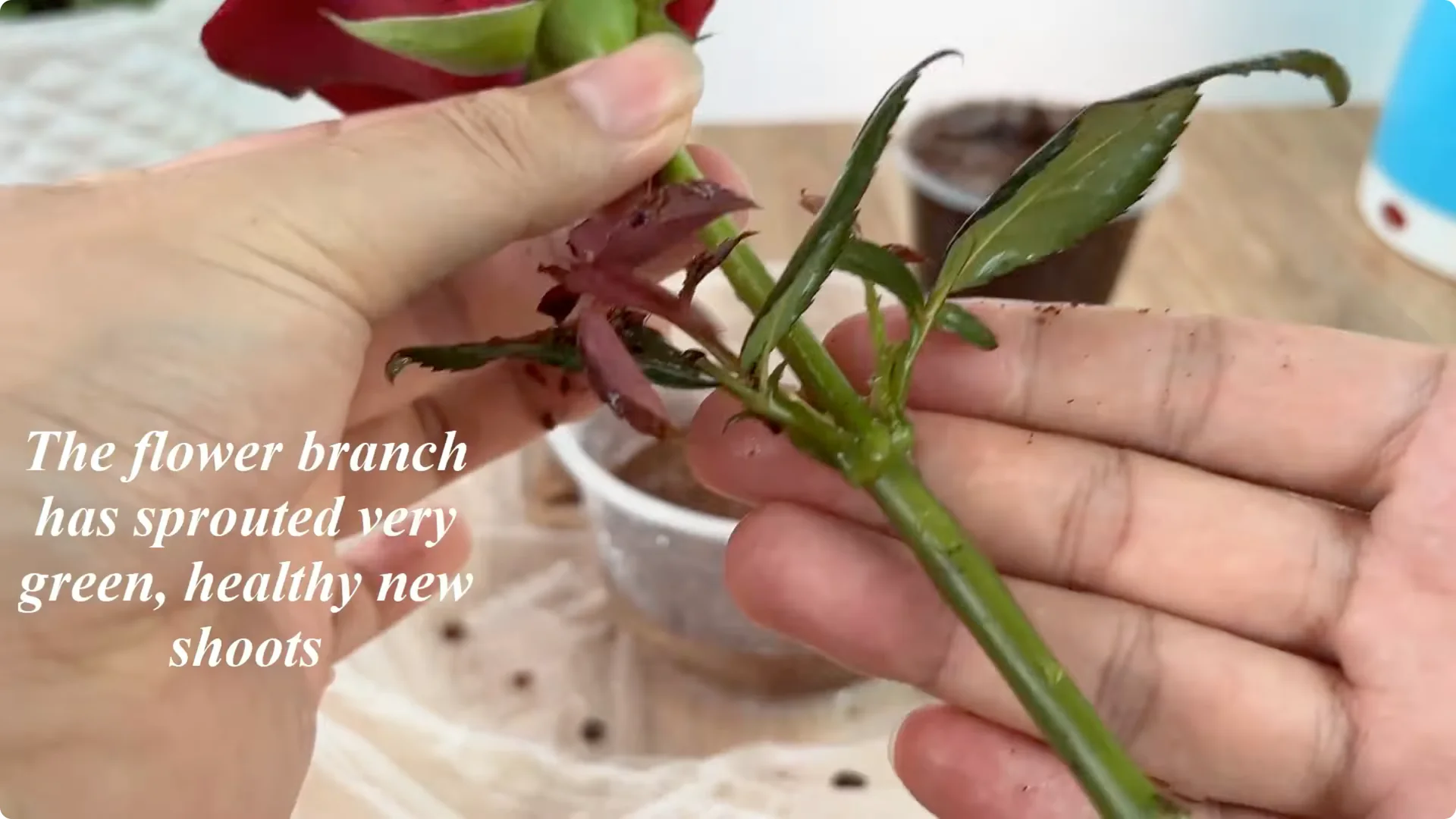How Onions Help Roses Root Faster: A Simple Propagation Trick screenshot 9