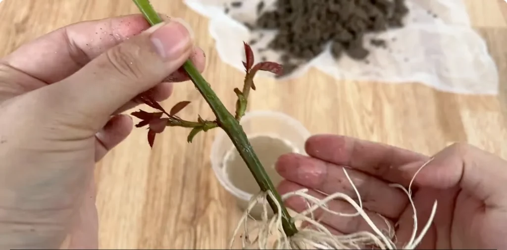 How Potato Peels Can Help Rose Stems Root Faster screenshot 10