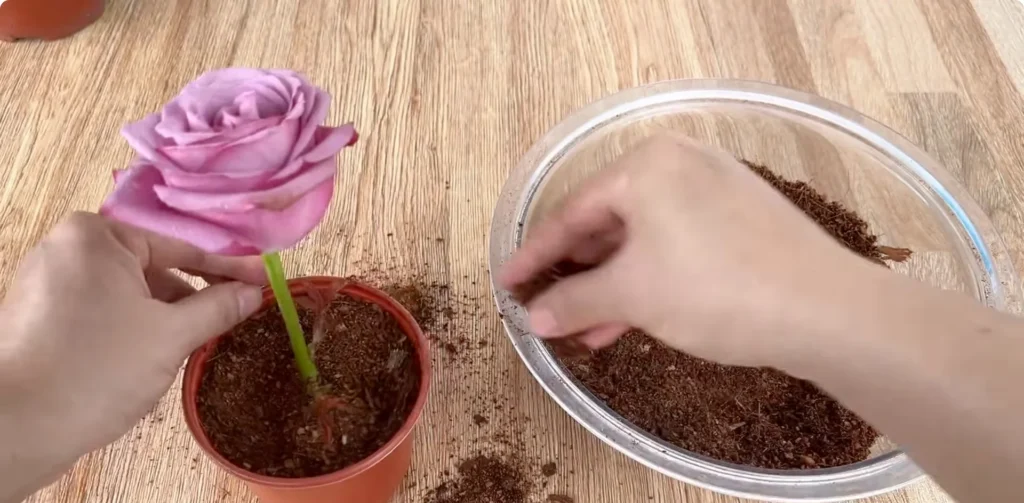 How Potato Peels Can Help Rose Stems Root Faster screenshot 11